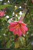 Flores del Paramo (22)